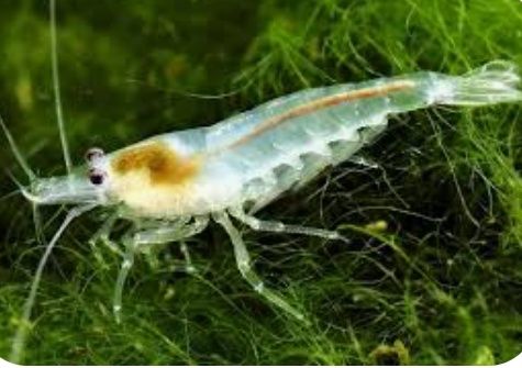 Krewetki Neocaridina White Pearl