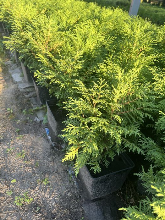 Туя західна Глобоза