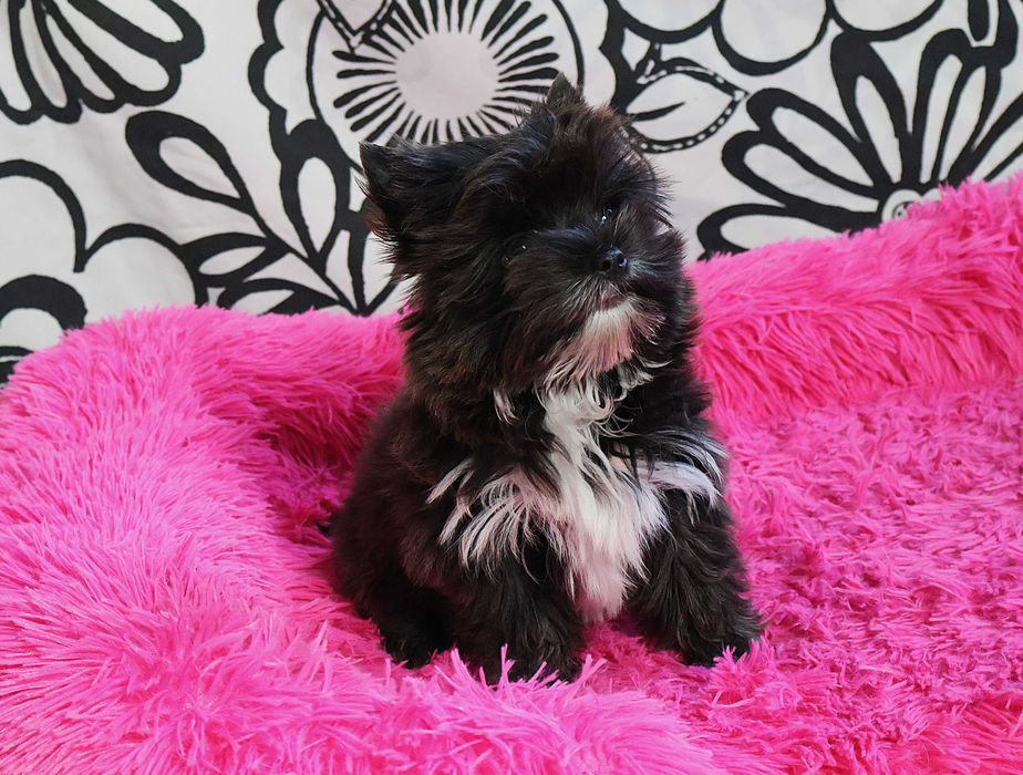 Yorki Yorkshire Terrier York