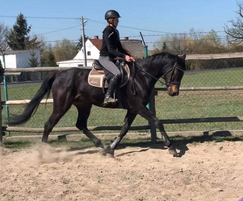 Sprzedam walacha westfalskiego, po LANDACORD