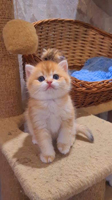 Бесподобные котята золотая шиншилла
