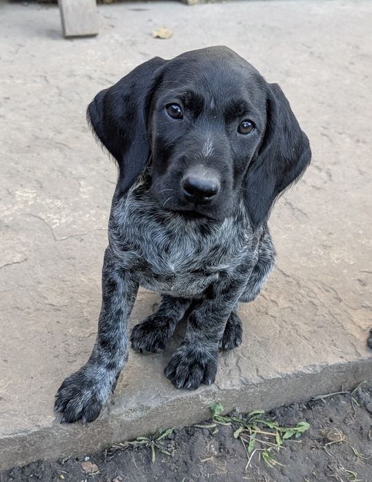 Цуценята Дратхаара