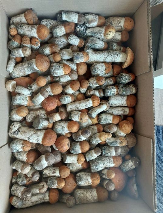 Grzyby suszone tegoroczne 1 kg