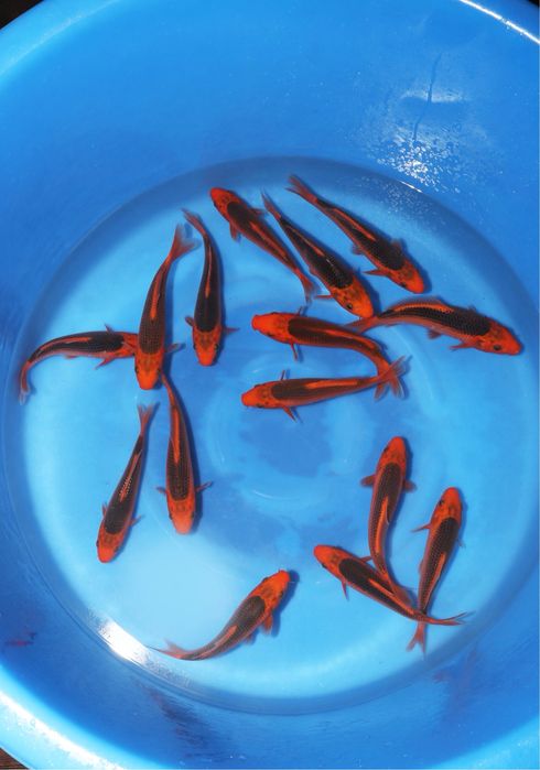 Продам карпов кои импорт с Японии