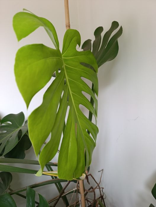 Sprzedam monster monstera olbrzymia