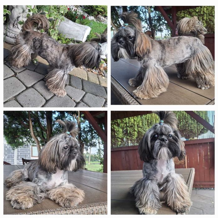 Pręgowany piesek rodowód wyprawka