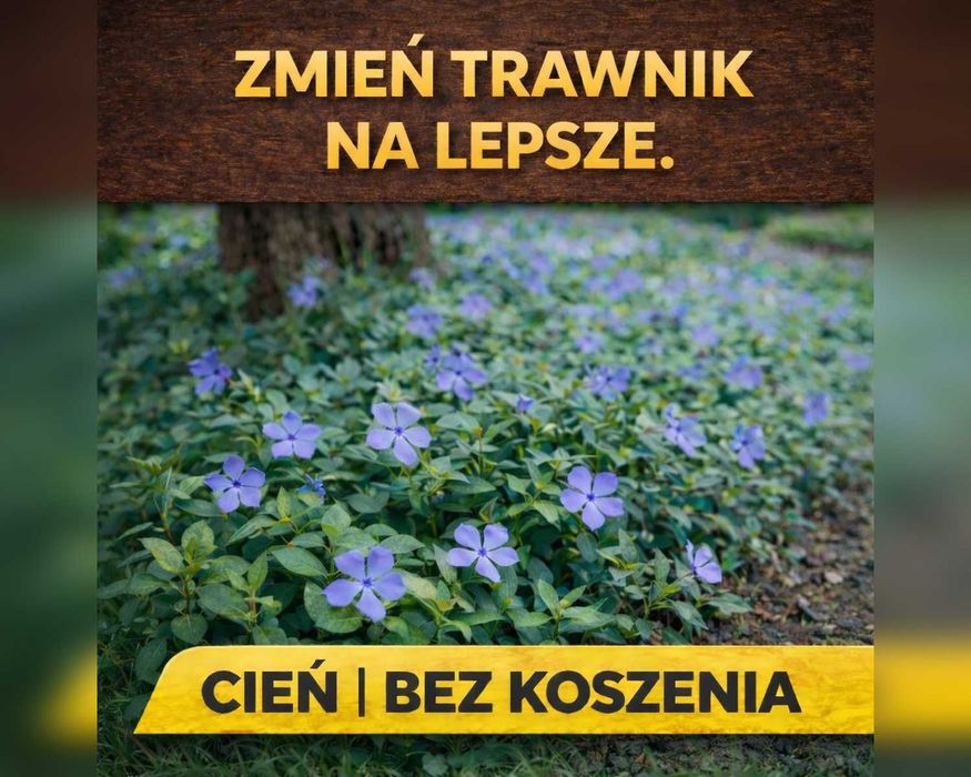 Barwinek - goły korzeń | pod drzewa | do cienia | Suwałki