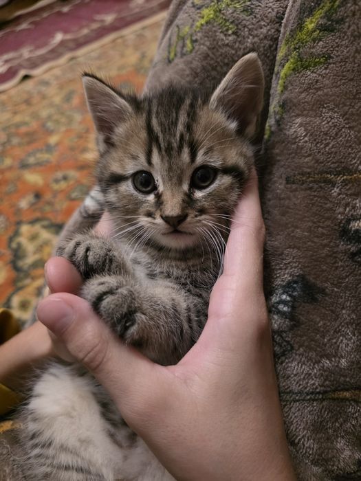 Котята шотландці гарнесенькі