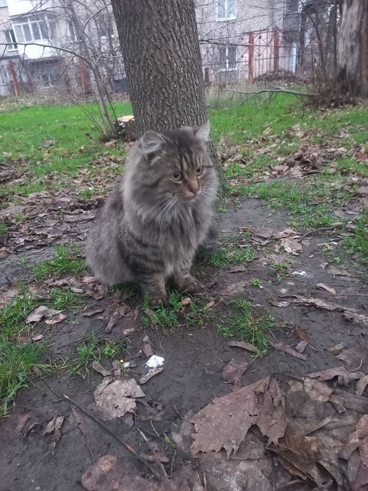 Моніка проситься в сім'ю