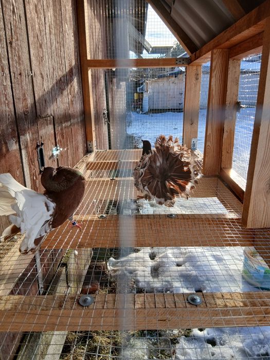 Pawiki gołębie ozdobne