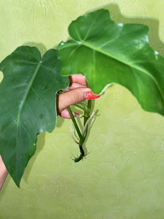 Розпродаж монстера Дубія,,Філ Сільвер ,рінг оф фаер  епіпремнуми