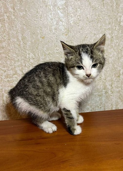 Отлам_ кошки_ котята_ сеня