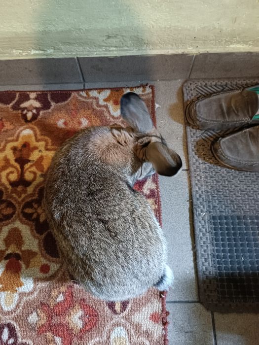 Królik samiec mieszaniac