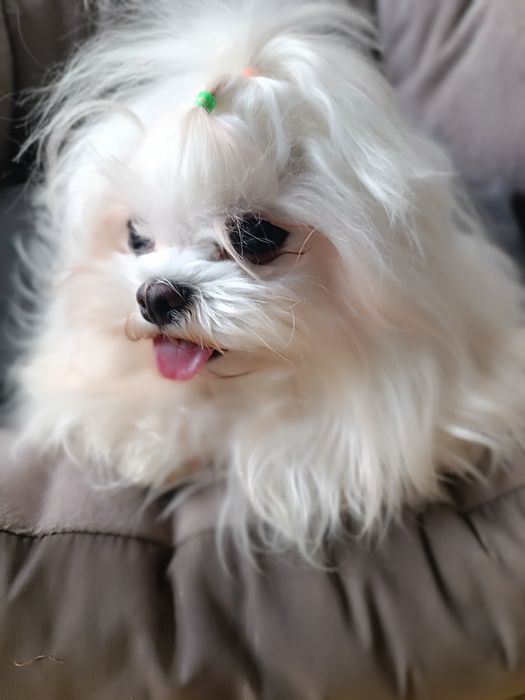 Мальтезе дівчинка