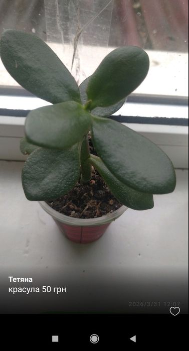 Квіти. Санса, красула,  колізія Рink ledi , рео , красула ампельна