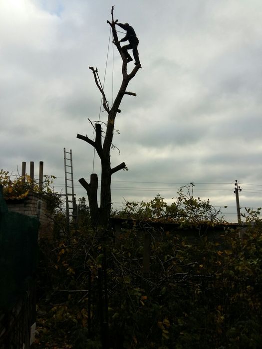 Спил деревьев любой сложности