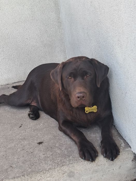 Labrador Retriever