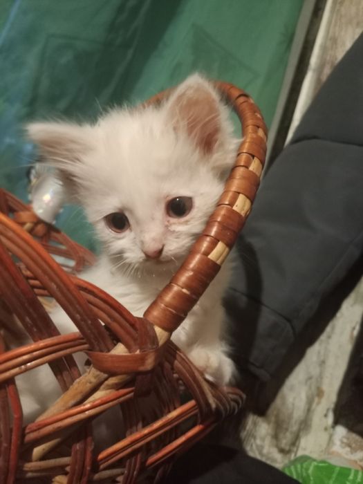 Віддам кошенят у добрі руки
