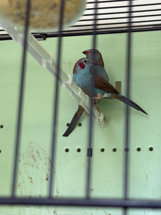 Para ceder mandarins, e aves afinanas como , peito celeste , pytilia, cremesim etc…
