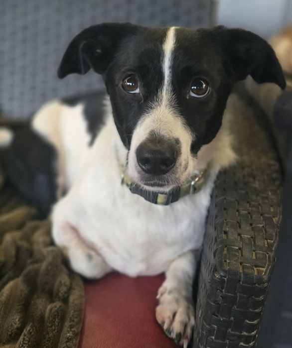 Młody niskopodłogowy samiec