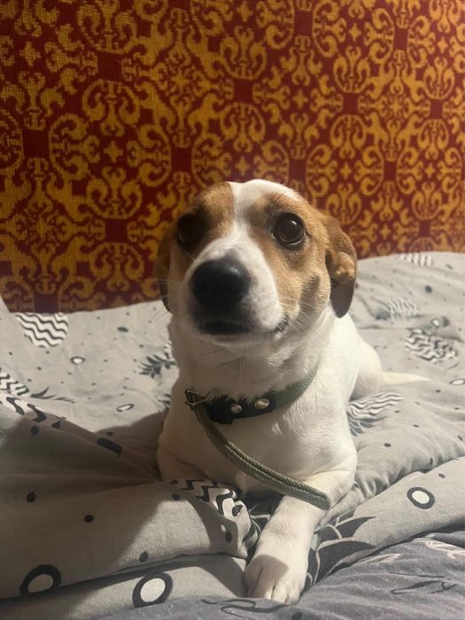 Вітдам в добрі руки джек расел, дівчинка