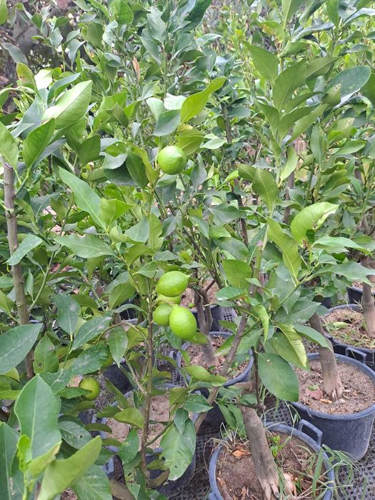 LIMOEIROS (CITRUS LIMON)