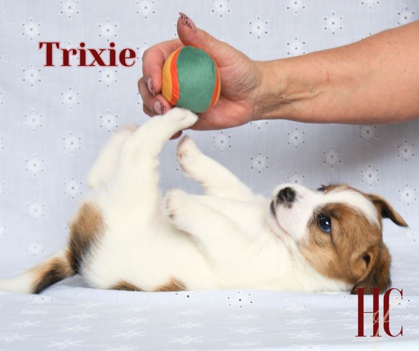 Suczka szorstkowłosa TRIXIE Jack Russell Terrier ZKWP FCI