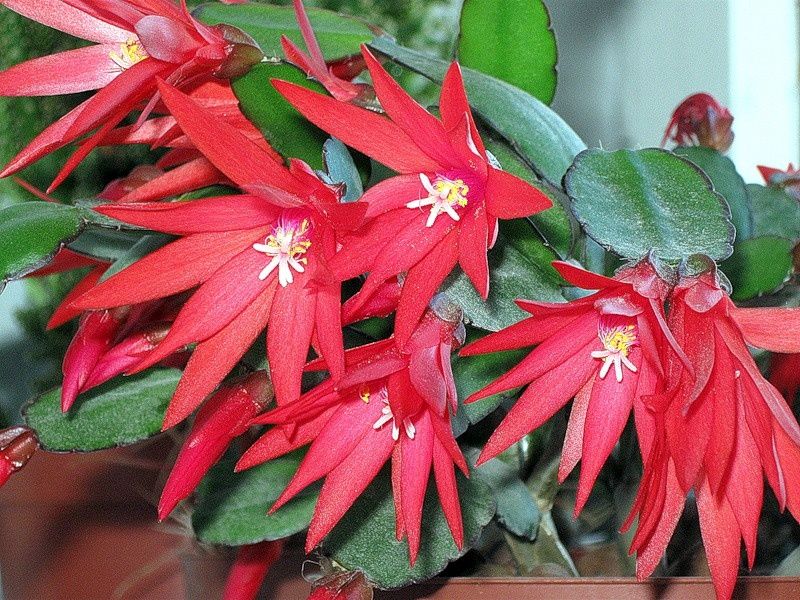 Рипсалидопсис или пасхальный кактус