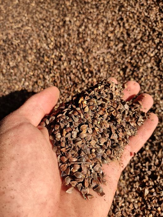 Sprzedam.   grykę , owies żyto i słome  w małej kostce