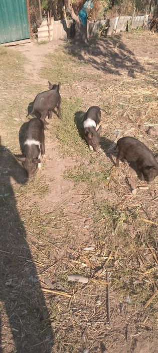 Продам вьетнамских поросят