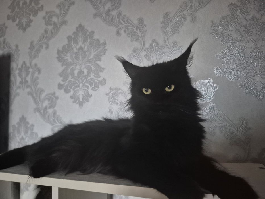 Доросла пара мейн кун