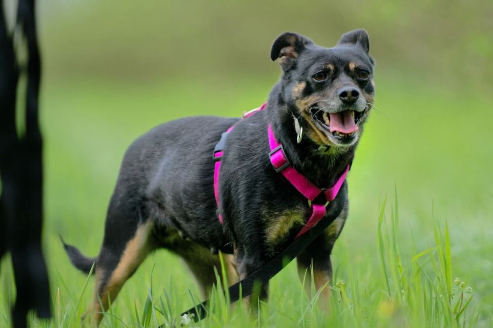 Malutka sunia Jessie szuka domu