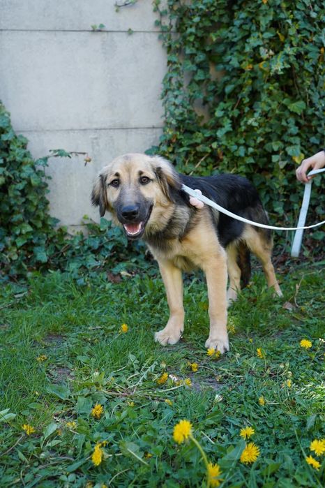 Szczeniak do adopcji, Harry