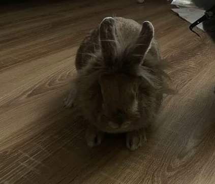 Декоративний кролик