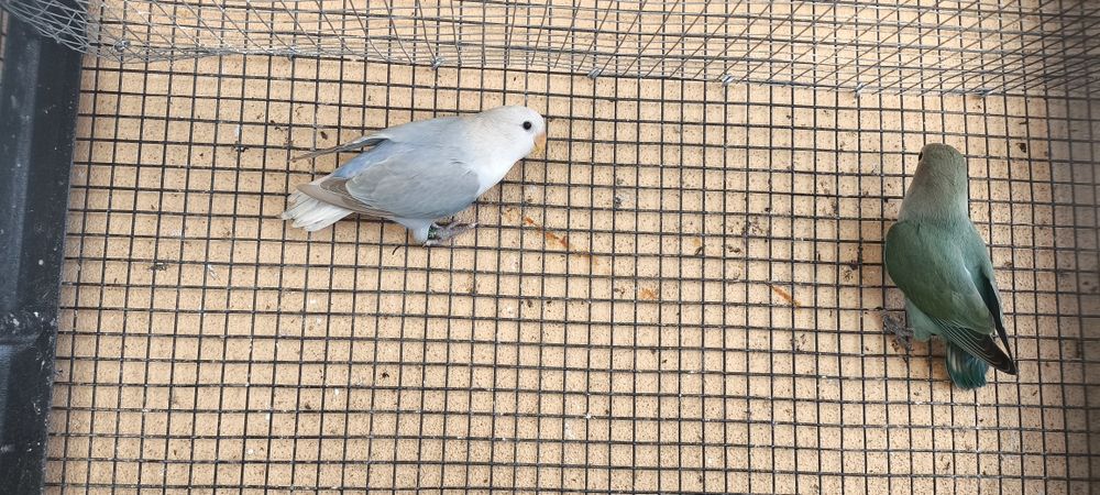 Várias aves disponíveis