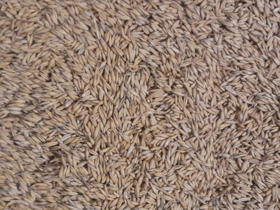 Owies jary refleks/ bingo