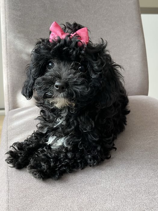 Maleńka suczka cavapoo gotowa do odbioru