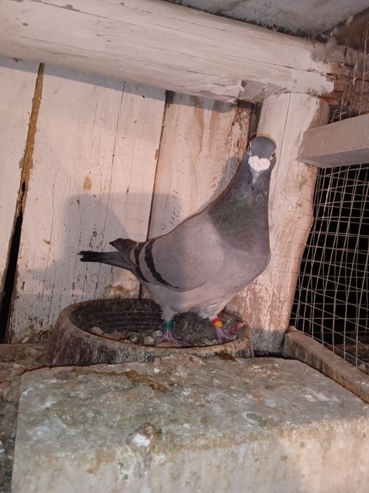 Gołębie pocztowe NL