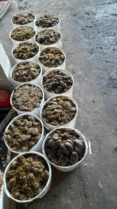 Sprzedam obornik koński