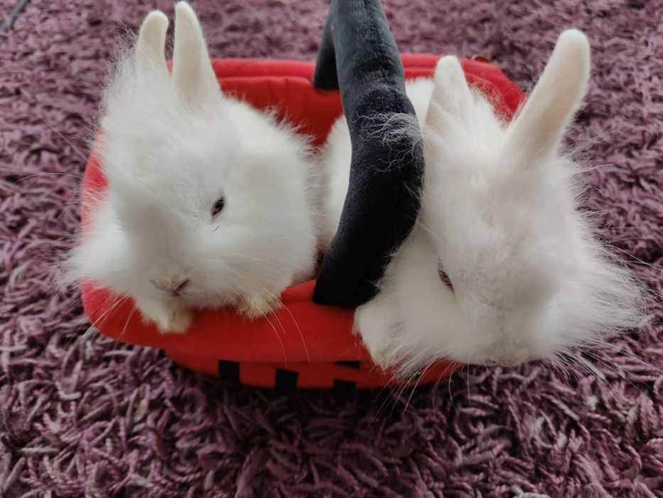 Królik miniaturka karzełek Teddy