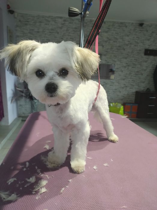 Strzyżenie i pielęgnacja psów w domu i u klienta