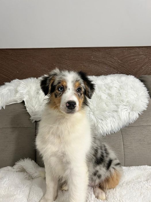 Owczarek Australijski typ amerykański suczka