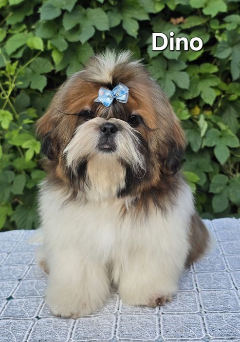 Piesek Shih tzu ZKWP