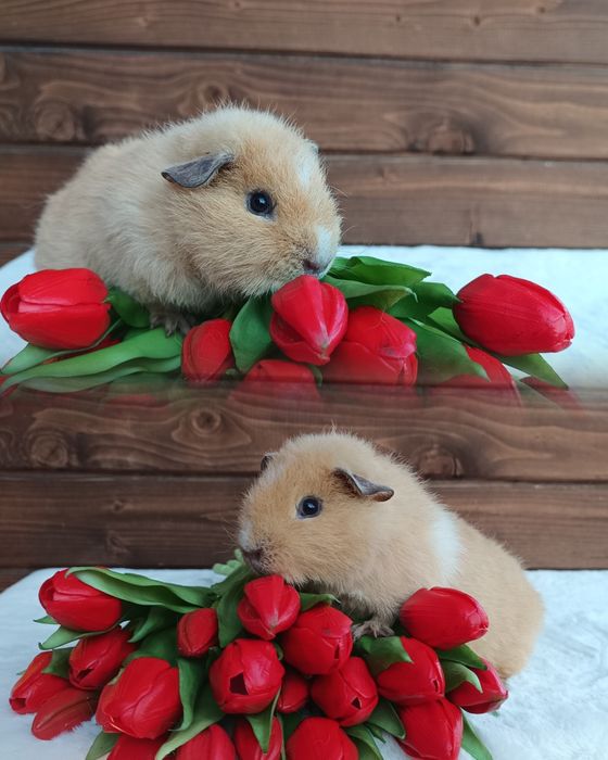 Świnka US Teddy kawia domowa gładkowłose