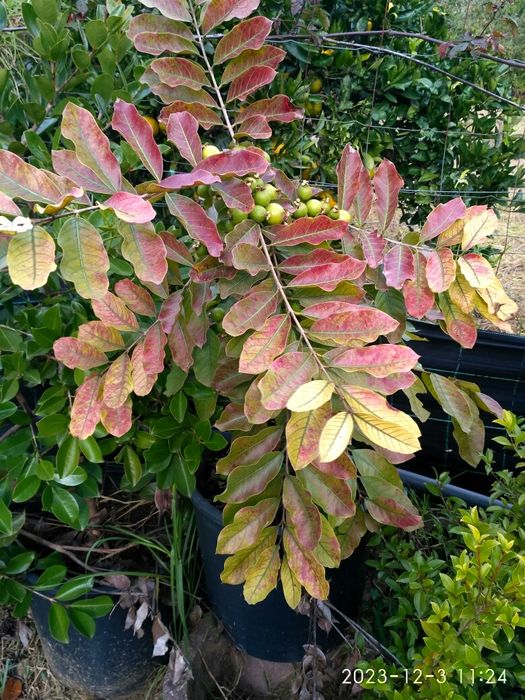 Árvore de Araça Cacho