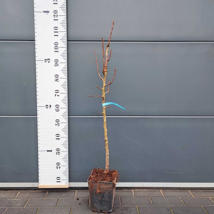 Drzewka owocowe DUO-MEZO