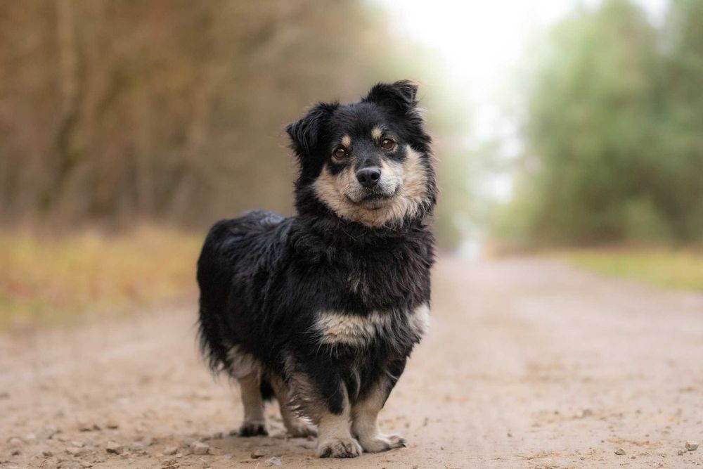 Lawa - piękna, mała suczka szuka swojej rodziny