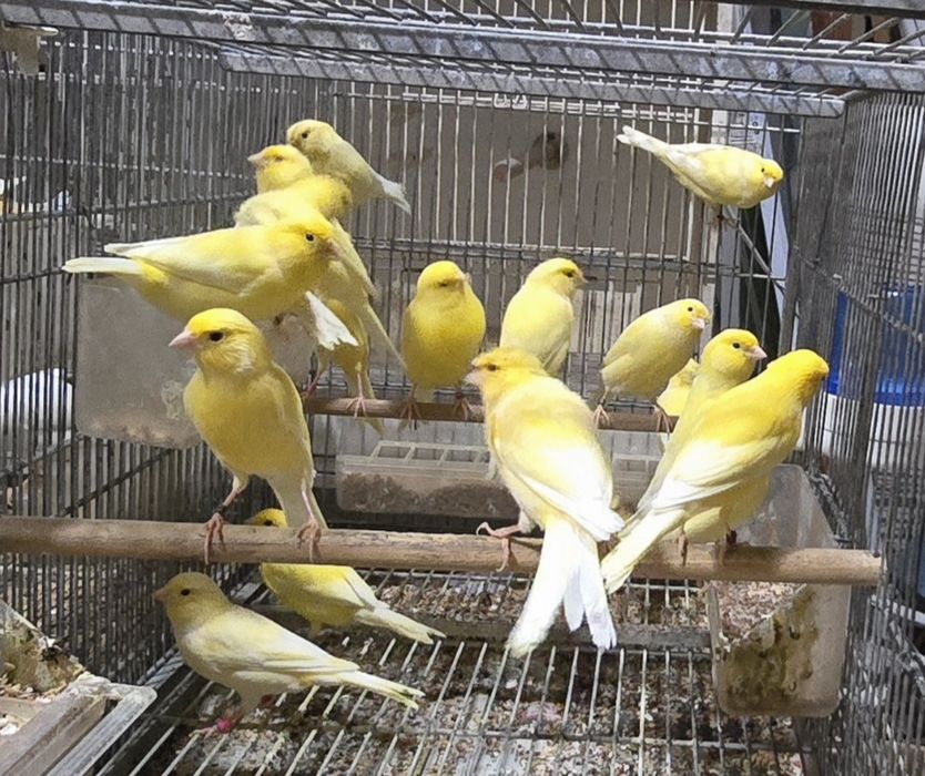 Vendo canários de raça