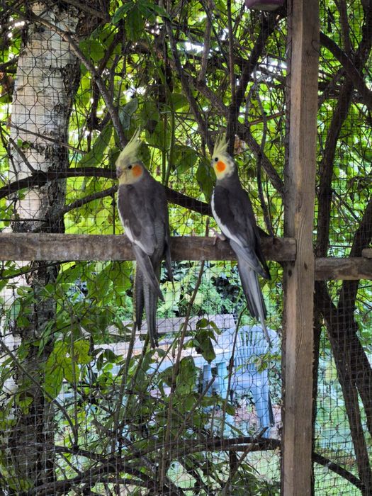 Papuga nimfa papugi nimfy młode