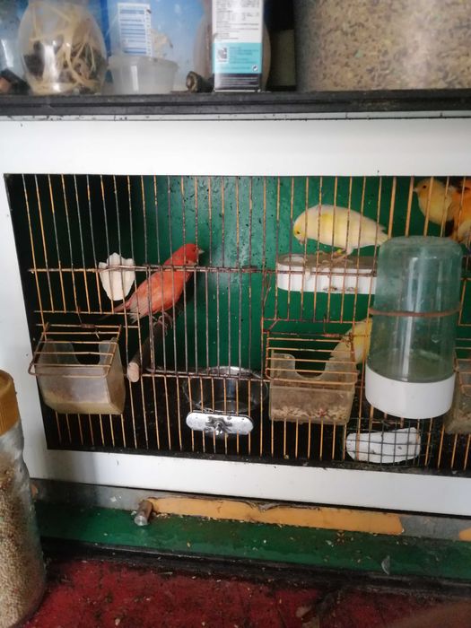 Canários vermelhos-brancos e amarelos